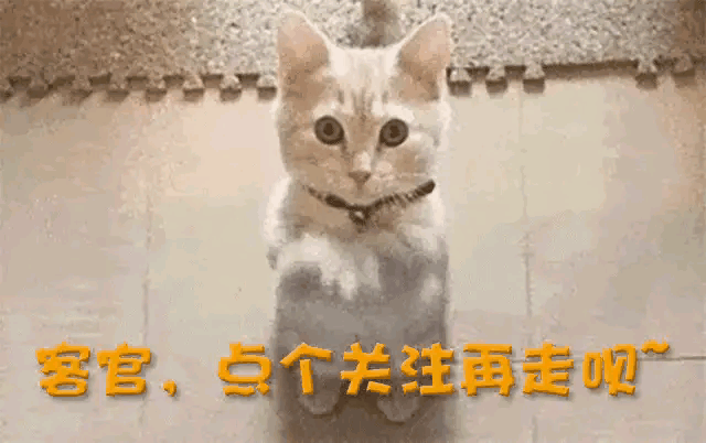 13.gif